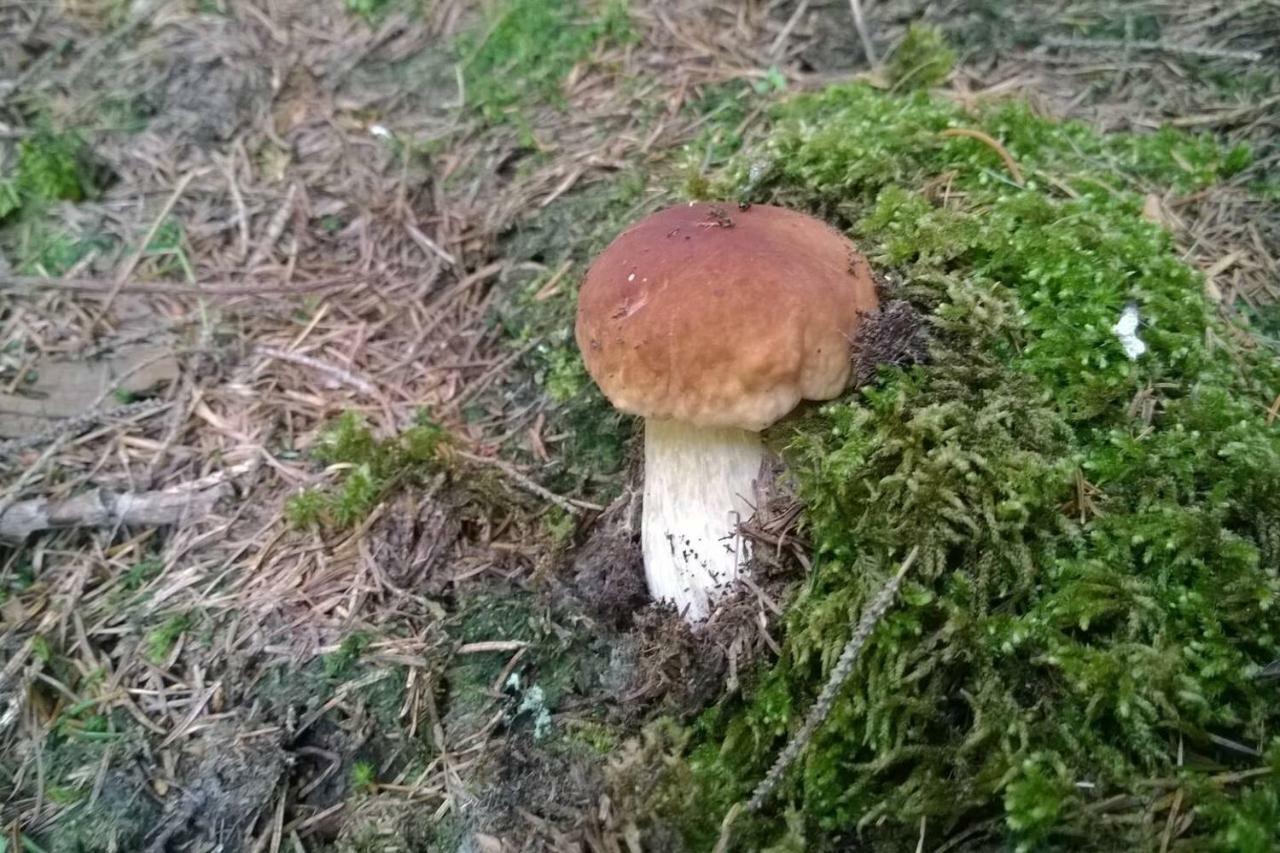 Pool, Pokale, Sauna, Billard, Kirche U. Viel Natur Vordernberg Eksteriør billede